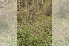 find the hidden deer