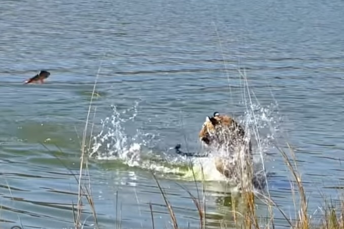 fish scares tiger