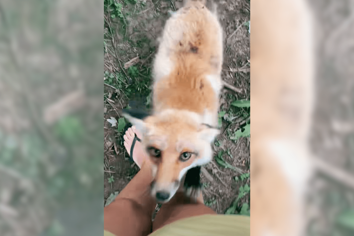 fox steals phone
