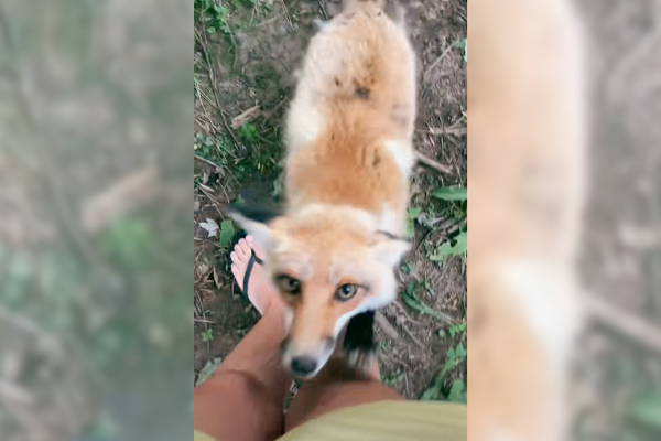 fox steals phone