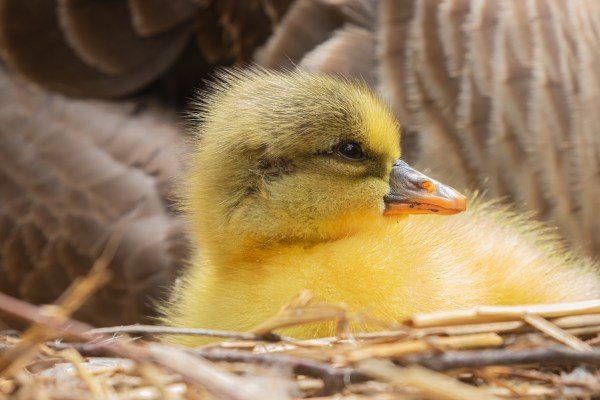 gosling leaving nest