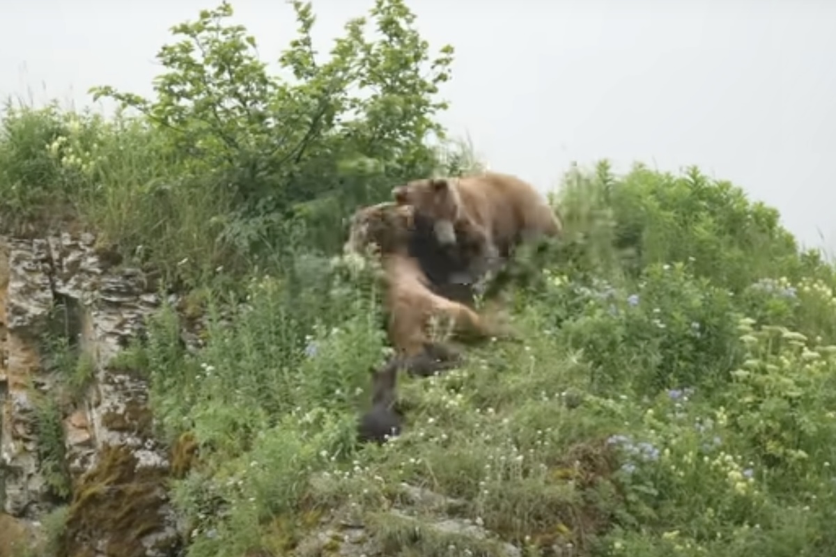 grizzly mom fights to defend cubs