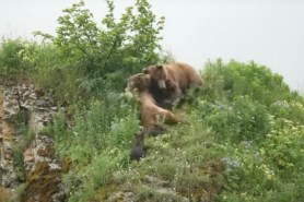 grizzly mom fights to defend cubs