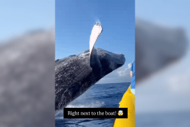 humpback whale inflatable boat