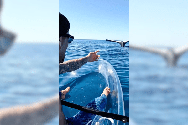 kayaker whale tail