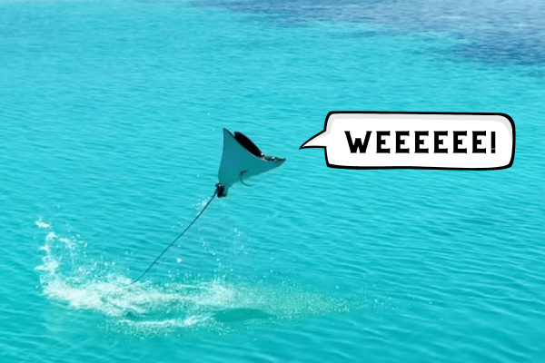 leaping eagle rays