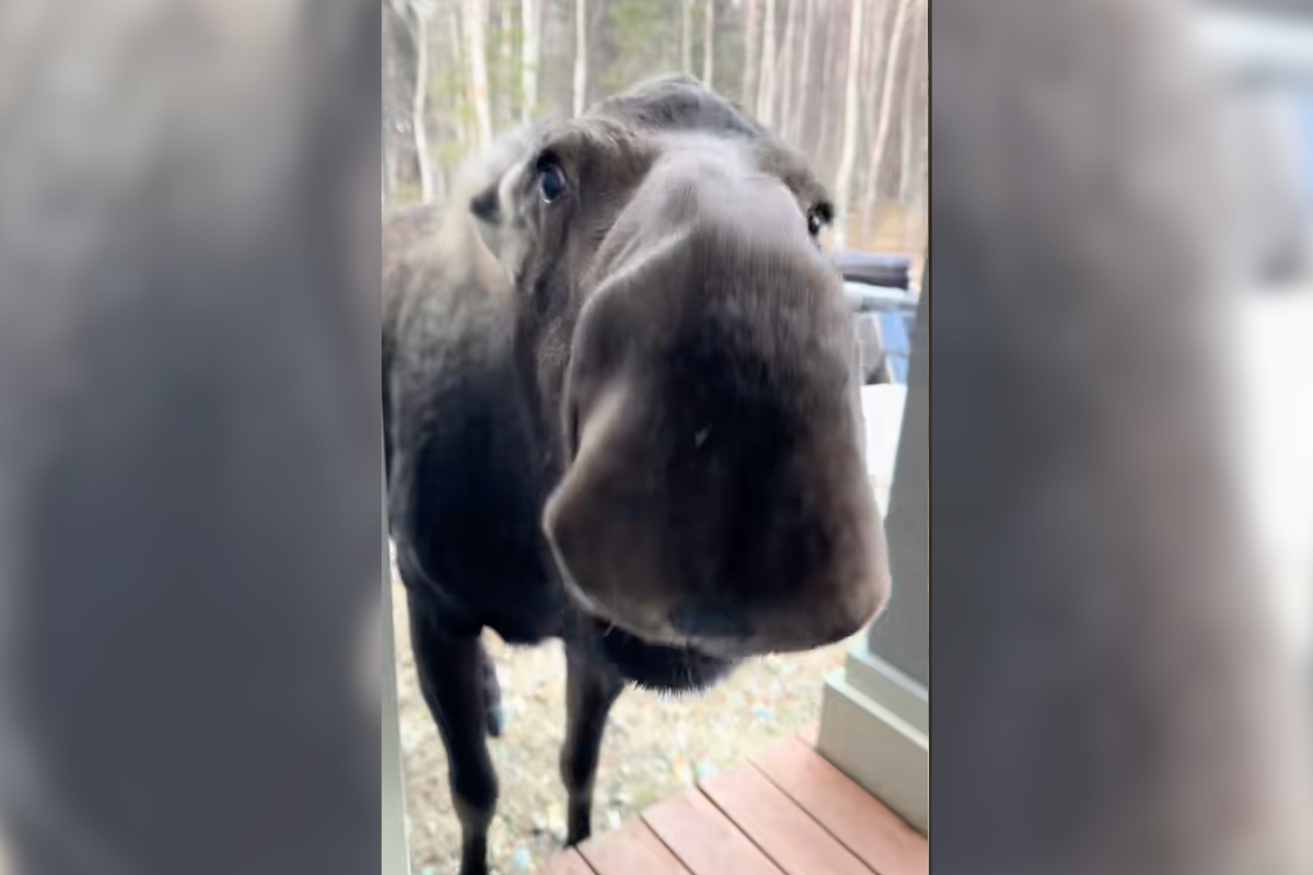 moose grocery delivery