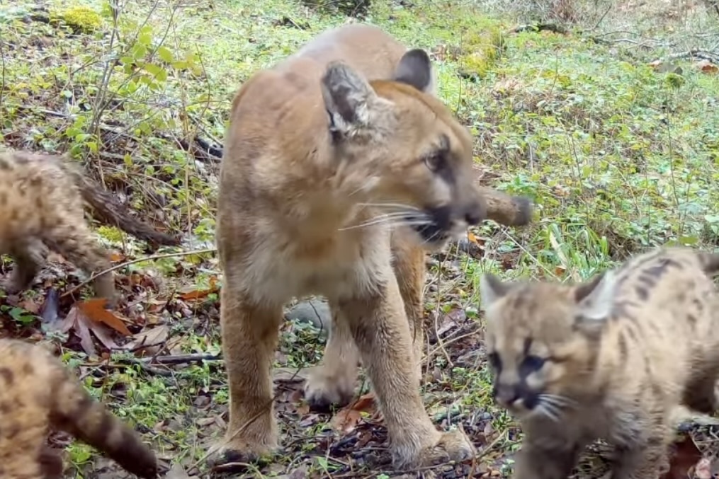 mountain lion kittens