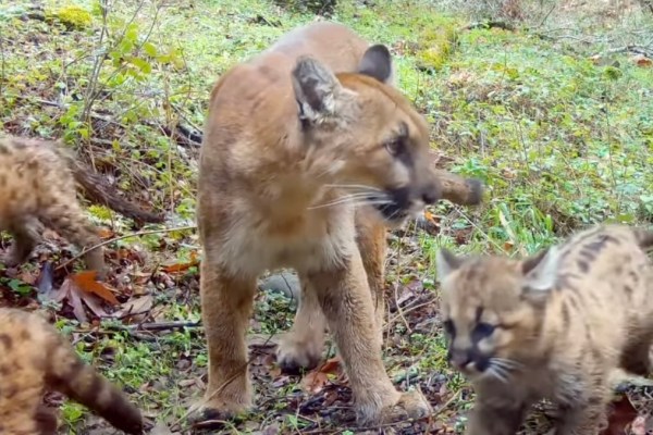 mountain lion kittens