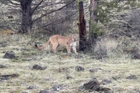 mountain lion sighting northern california
