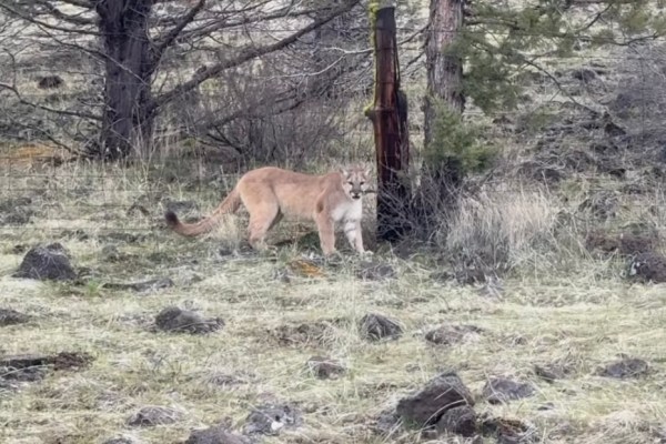 mountain lion sighting northern california