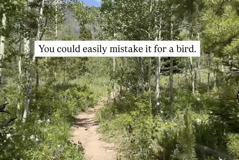 mountain lion sound chirp