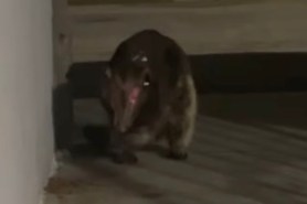 mystery animal colorado