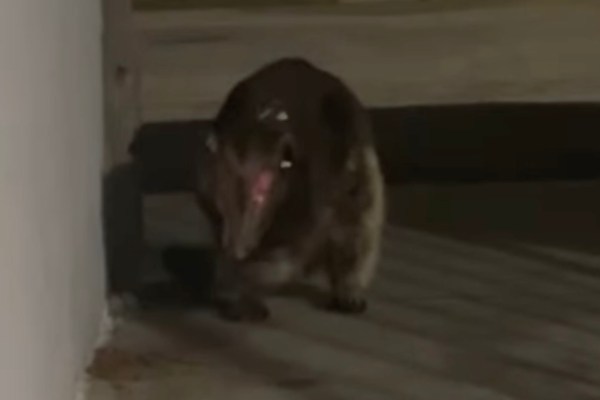 mystery animal colorado