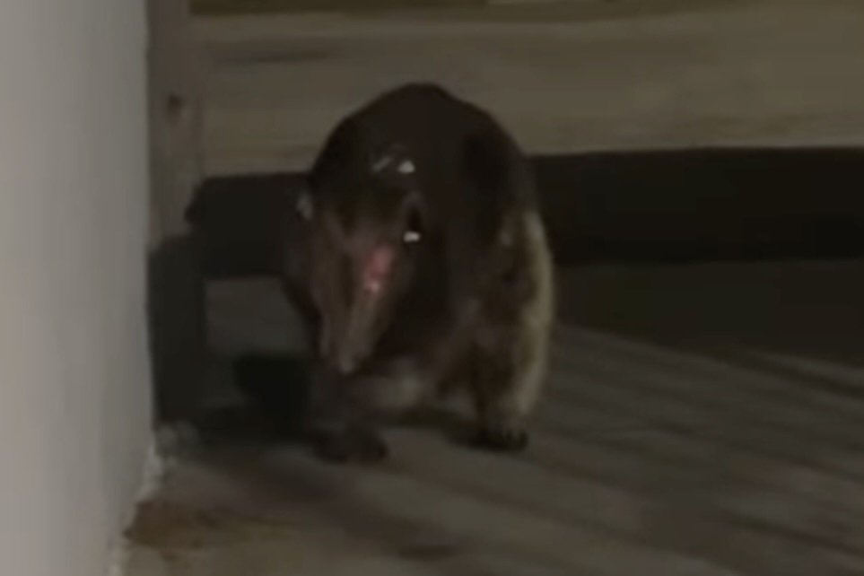 mystery animal colorado