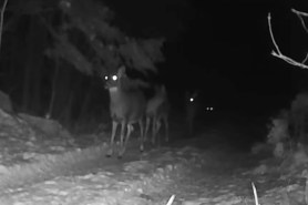 one-eyed deer trail cam
