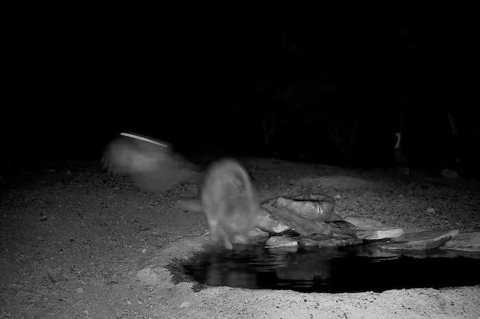 owl raccoon trail cam