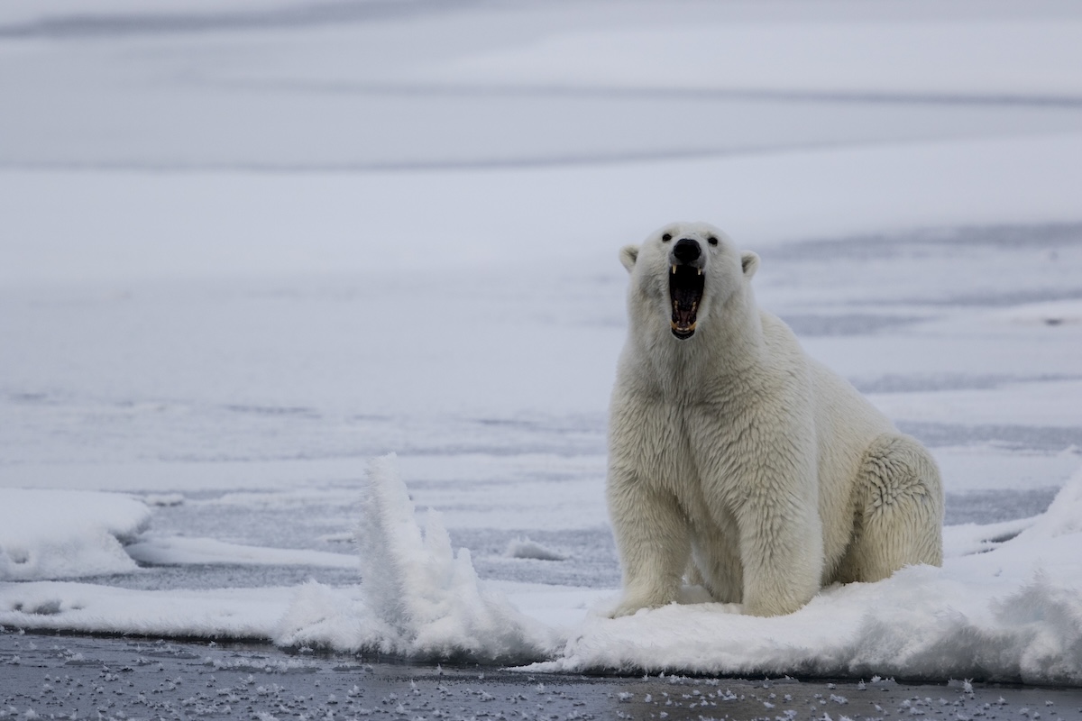 polar bear chases man