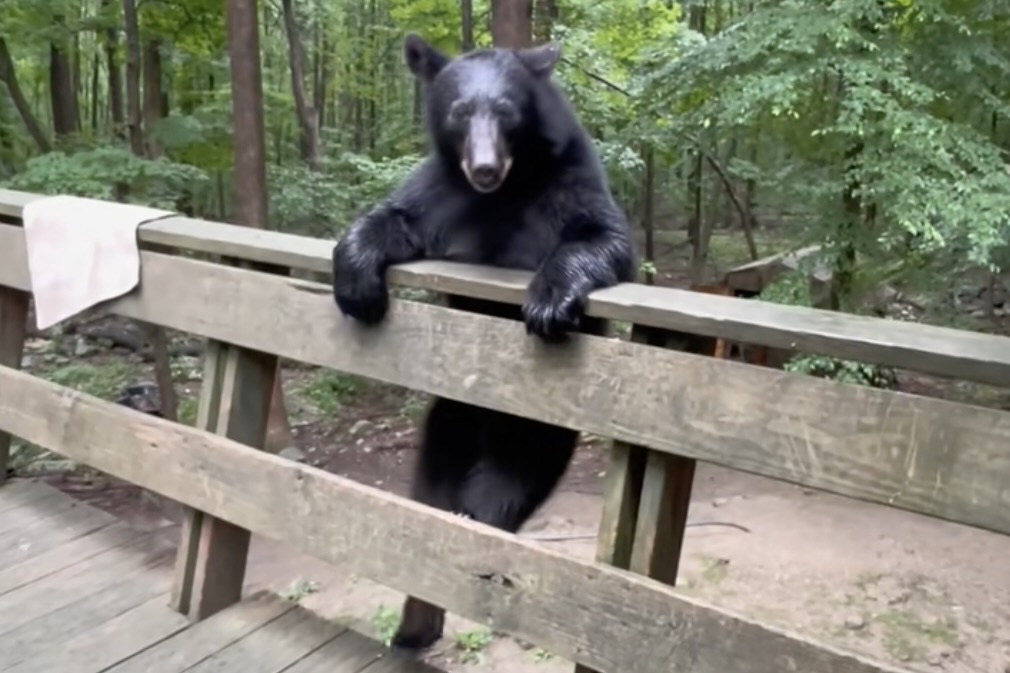 polite black bear