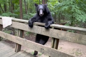 polite black bear