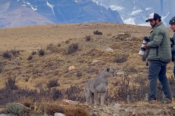 puma approaches group torres del paine