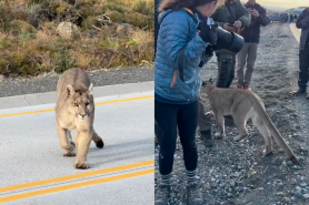 puma crosses road