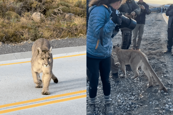 puma crosses road