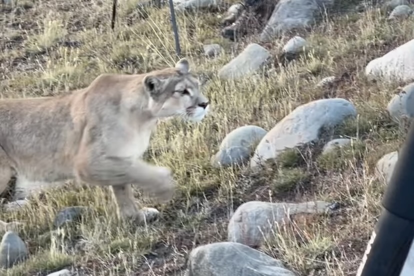 puma guanaco