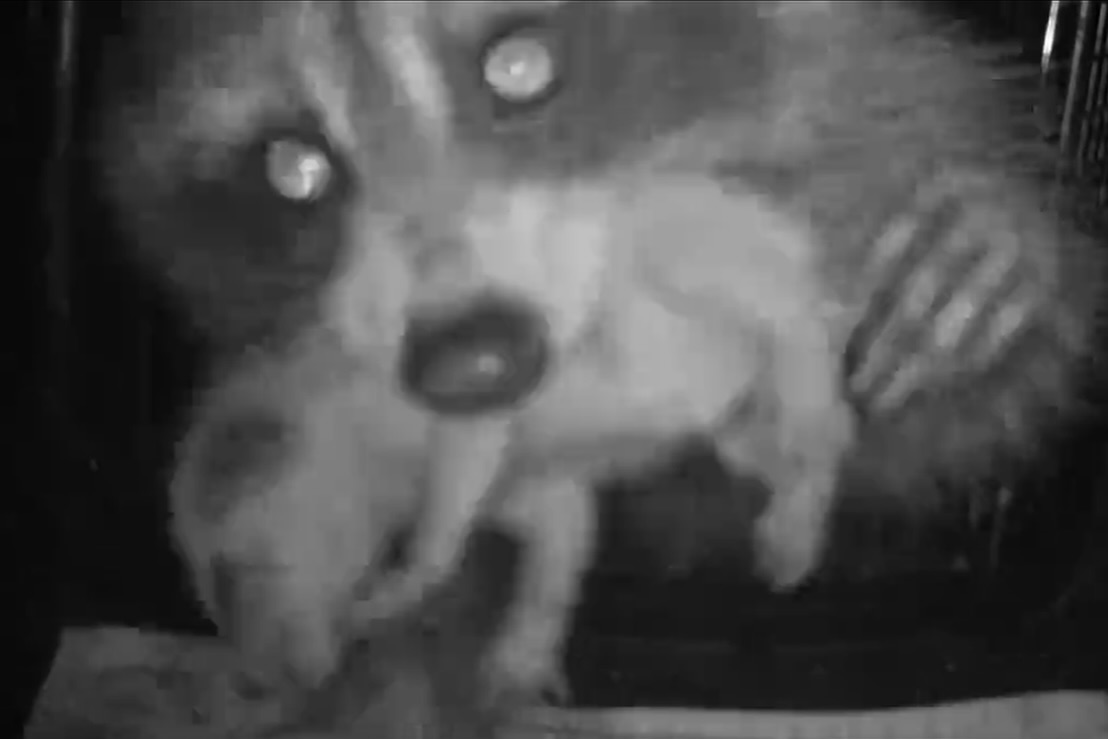 raccoon family chimney