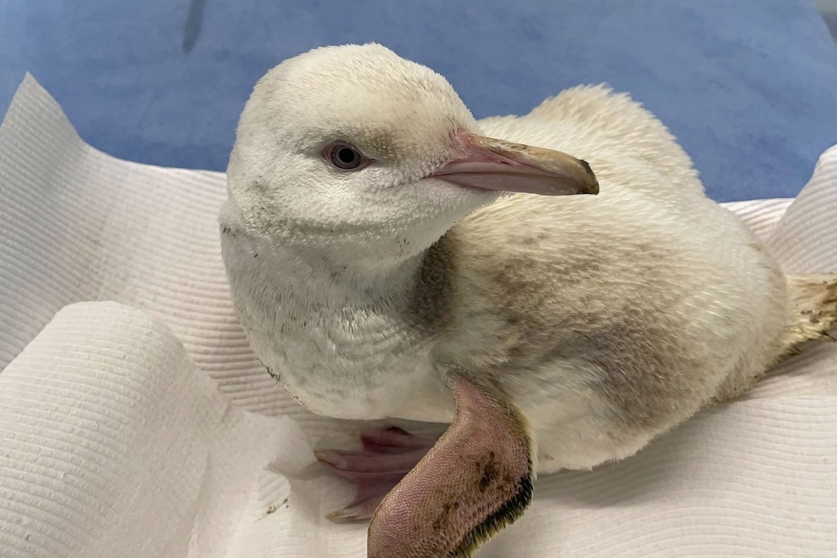 rare white penguin