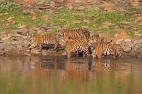 tiger cubs footage