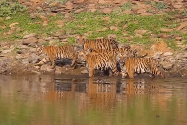 tiger cubs footage