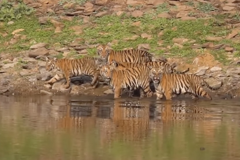 tiger cubs footage