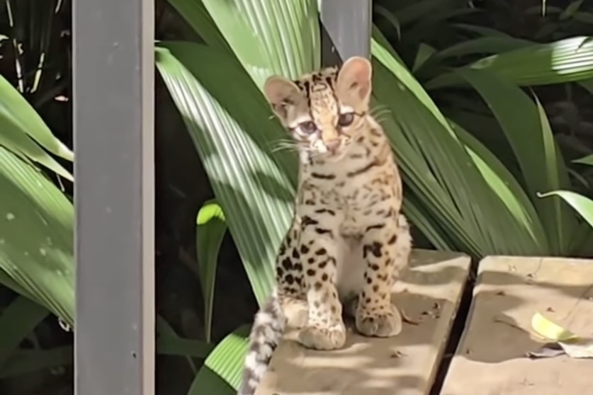 tigrillo margay costa rica