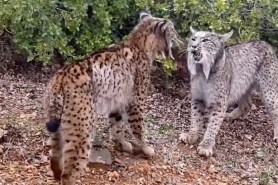 two lynxes fight