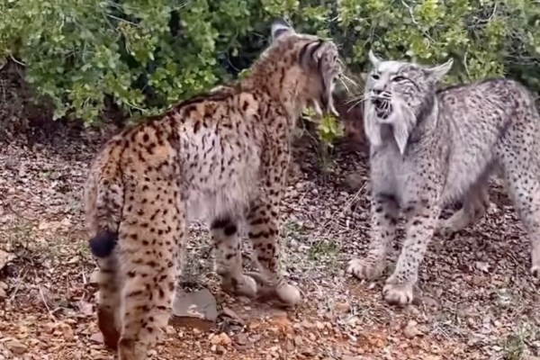 two lynxes fight
