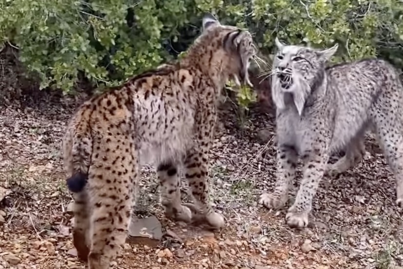 two lynxes fight