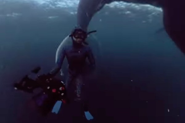 whale diver
