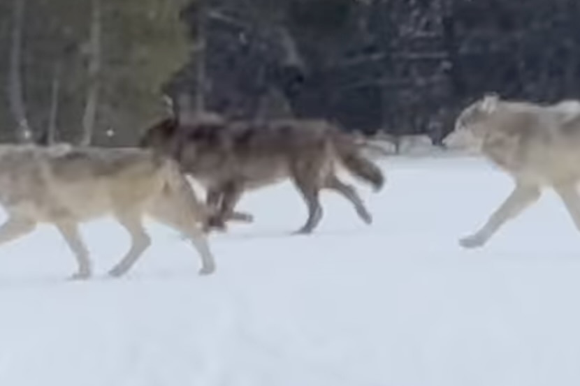 wolf pack yellowstone
