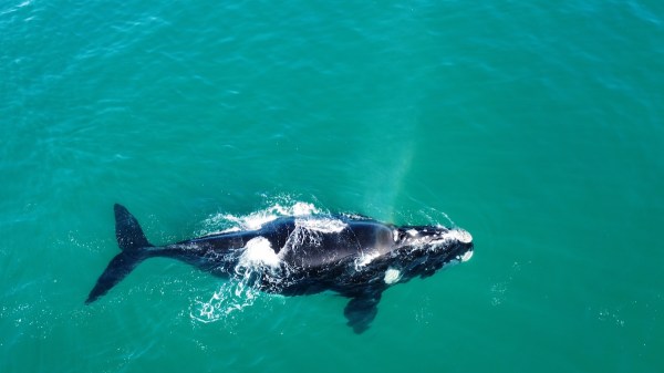 Southern Right Whale surfer