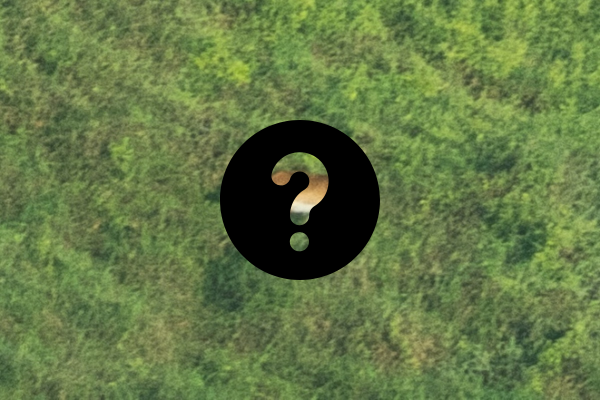 Upemba Lechwe first photo