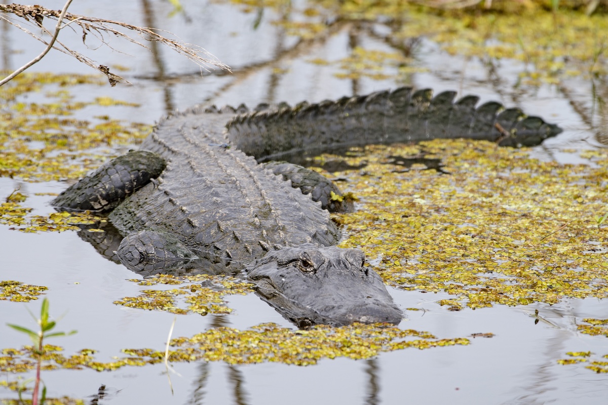 Alligator approached kayaker