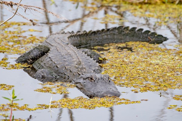 Alligator approached kayaker