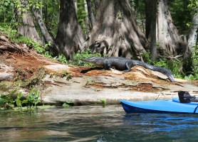 alligator attack canoeing