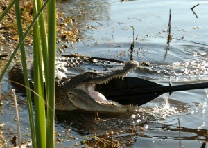 Alligator paddle boarders