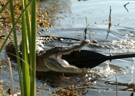 Alligator paddle boarders