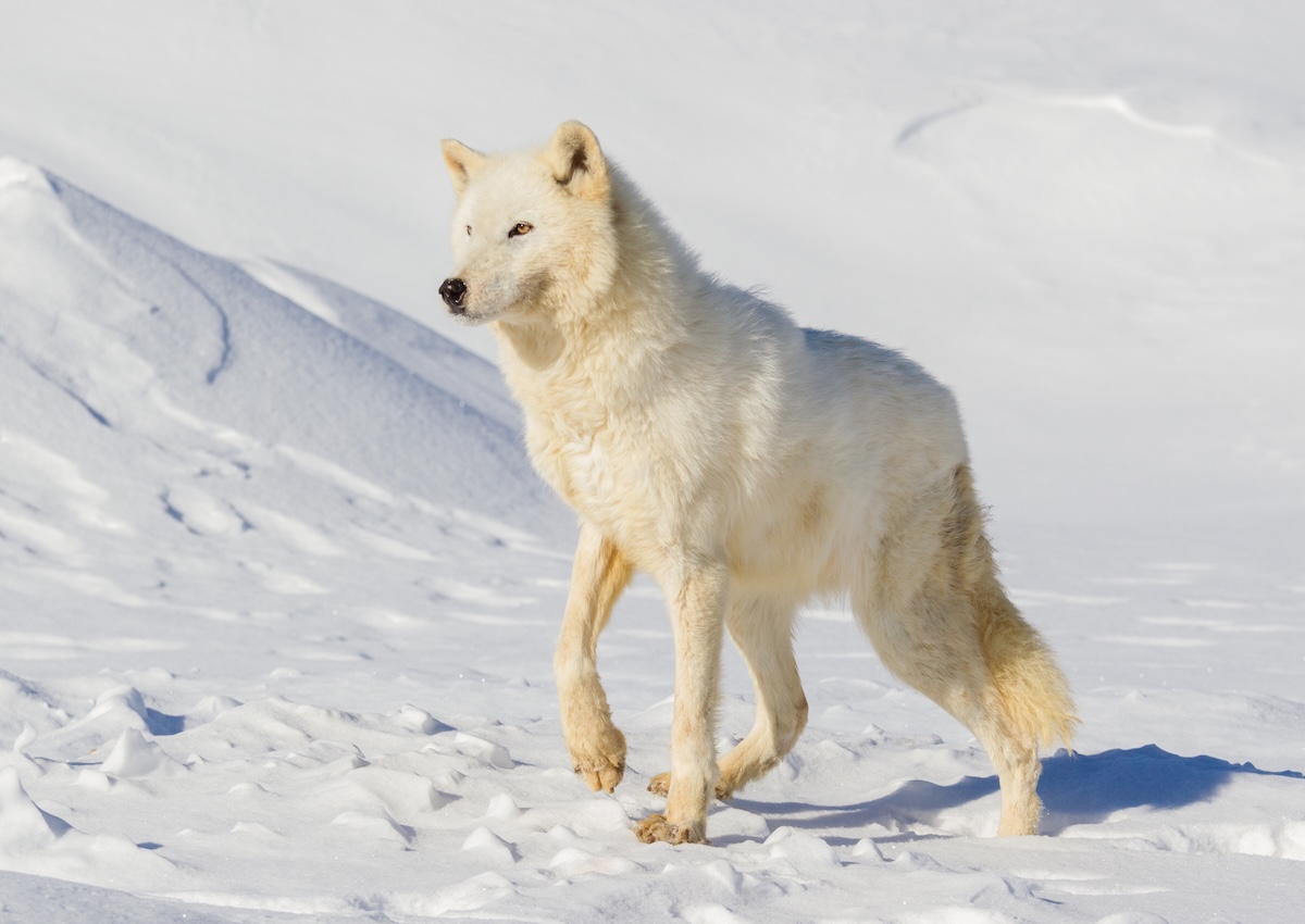Arctic Wolves photographers