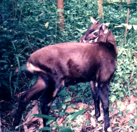 asian unicorn saola