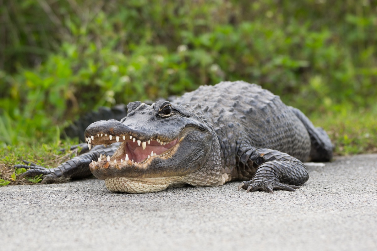 barefoot man wrestles alligator