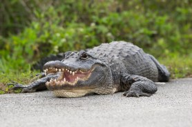 barefoot man wrestles alligator